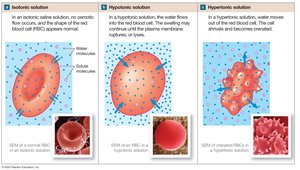 Effects of isotonic, hypotonic, and hypertonic solutions on red blood cells