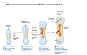 Endochondral ossification in a long bone