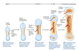 Endochondral ossification in a long bone