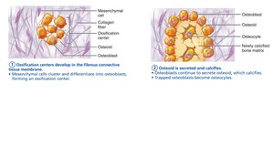 Intramembranous ossification