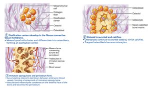 Intramembranous ossification
