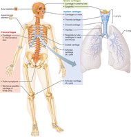 Bones and cartilages of the human skeleton