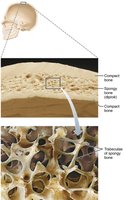 Structure of a flat bone