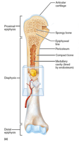 Structure of a long bone (humerus)