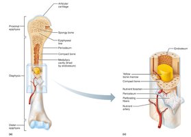 Structure of a long bone (membranes)