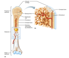 Structure of a long bone (internal view)