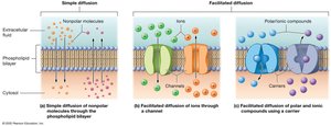 Simple and facilitated diffusion