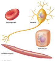 Cell diversity