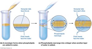 Phospholipid bilayer formation in water
