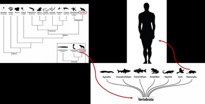 Vertebrata classification