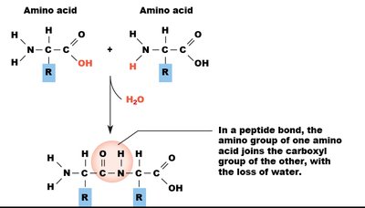 Peptide bond formation