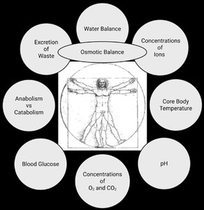 Homeostasis parameters diagram