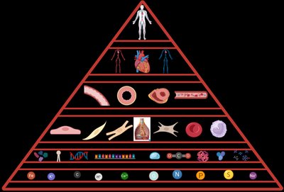 Hierarchy of compartments: the circulatory system