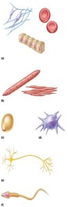 Examples of cell diversity: erythrocytes, fibroblasts, muscle cells, fat cells, macrophages, nerve cells, sperm