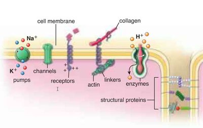 Proteins in membrane have various roles