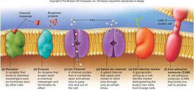 Types of gated channels in the membrane