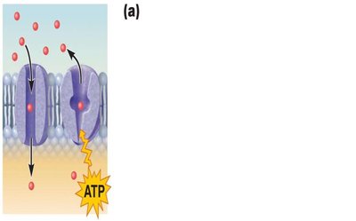 Transport proteins in the membrane
