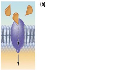 Receptor proteins in the membrane