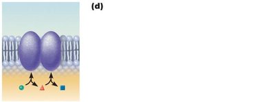 Enzymatic activity of membrane proteins