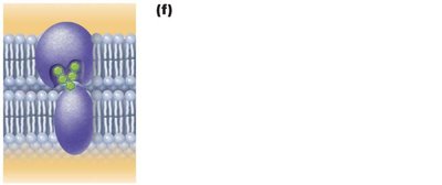 Cell-cell recognition via glycoproteins