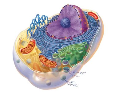 Structure of a generalized cell showing nucleus, cytoplasm, and organelles