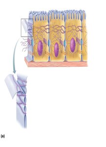 Tight junctions between epithelial cells