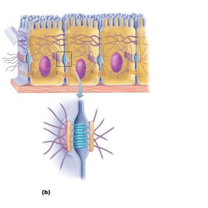 Desmosomes anchoring adjacent cells