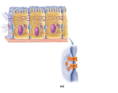 Gap junctions allowing communication between cells