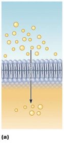 Simple diffusion of lipid-soluble molecules through the plasma membrane