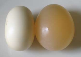 Eggs showing osmosis effects
