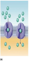 Carrier-mediated facilitated diffusion