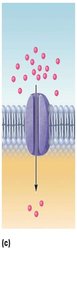 Channel-mediated facilitated diffusion