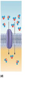 Osmosis through aquaporins in the plasma membrane