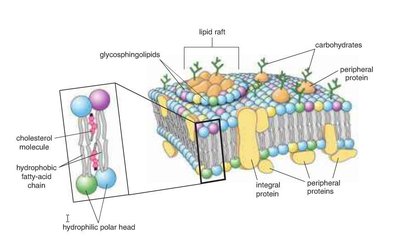 Lipid raft structure in the plasma membrane