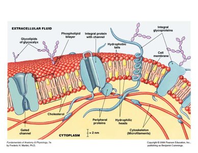 Diagram showing integral and peripheral proteins in the plasma membrane