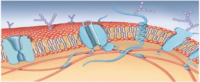 Detailed diagram of plasma membrane with labeled proteins and lipids