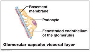 Glomerular capsule visceral layer with podocytes