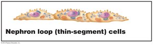 Nephron loop thin-segment cells