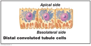 Distal convoluted tubule cells