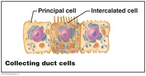 Collecting duct cells: principal and intercalated