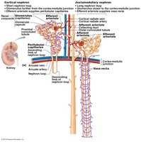 Comparison of cortical and juxtamedullary nephrons and their capillaries