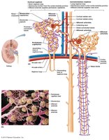Vascular supply of cortical and juxtamedullary nephrons