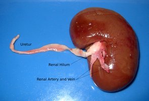 Kidney with labeled hilum, artery, vein, and ureter