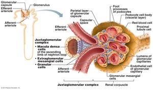 Juxtaglomerular complex structure