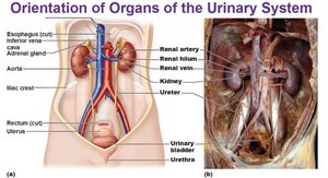 Orientation of organs of the urinary system
