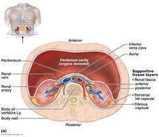 Cross-section of kidney showing supportive tissue layers