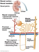 Diagram of nephron structure and associated blood vessels