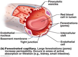 Fenestrated capillary structure