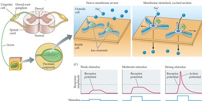 Diagram showing Pacinian corpuscle mechanism and response