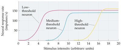 Graph showing range fractionation in neural response